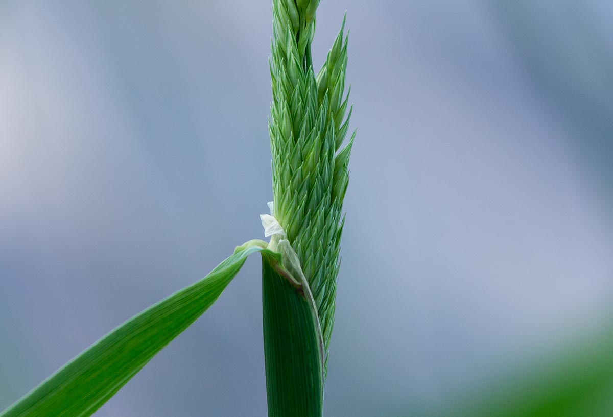 austreibende &Auml;hrenrispe
